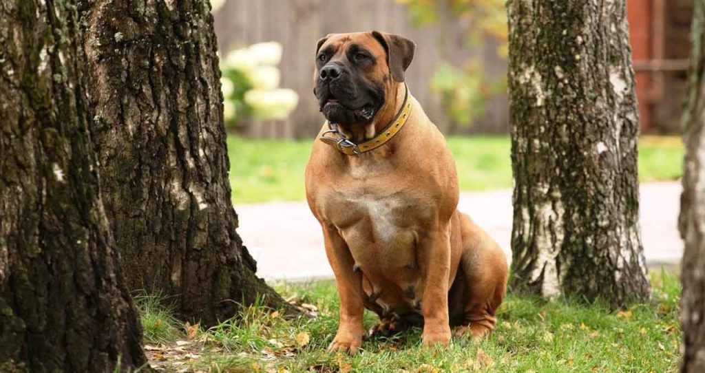 Boerboel Dogs in Rwanda