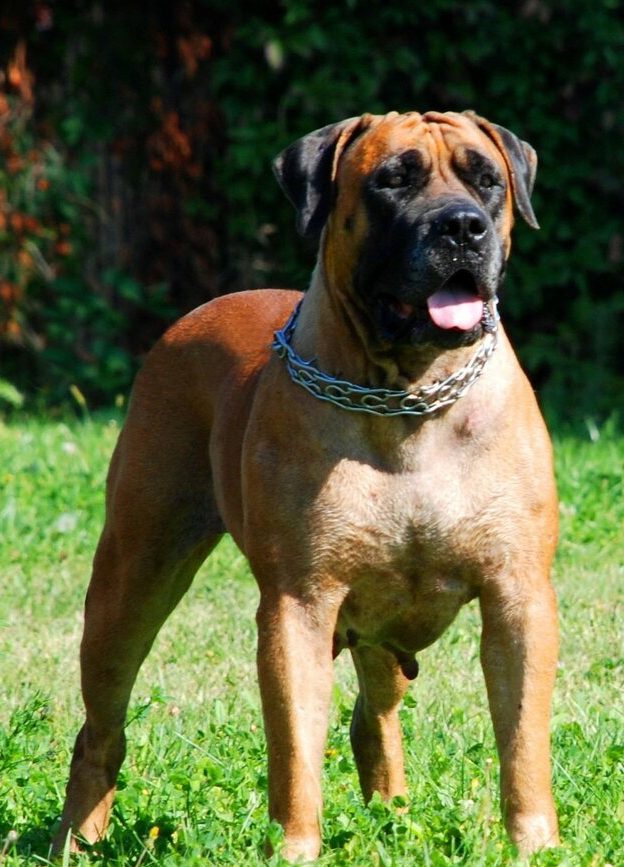 Boerboel Dogs in Rwanda