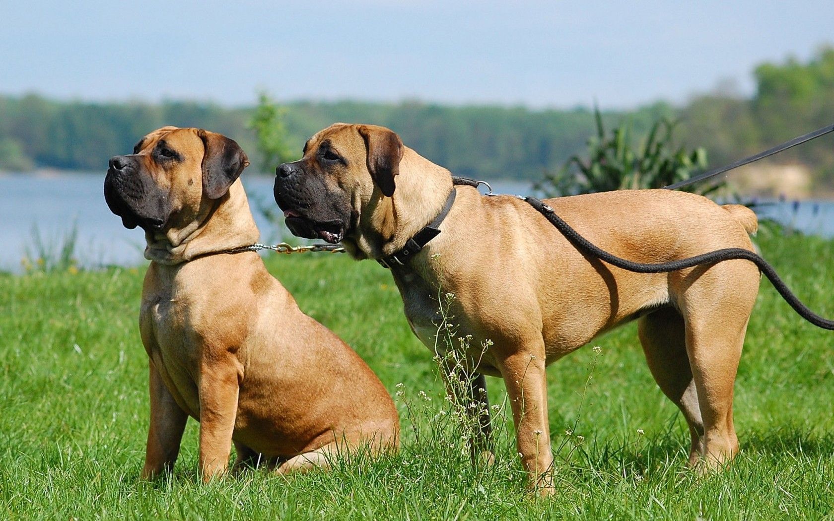 Boerboel Dogs in Rwanda